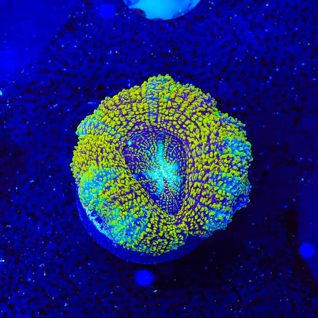 Asian Glitter Do the Dew Deep Water Acan Coral