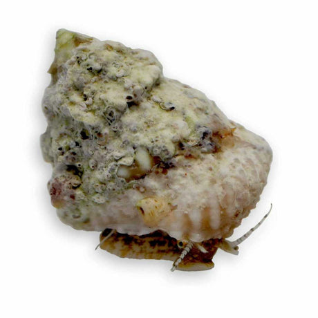 Astrea Snail