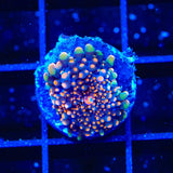 Astroid Belt Yuma Coral