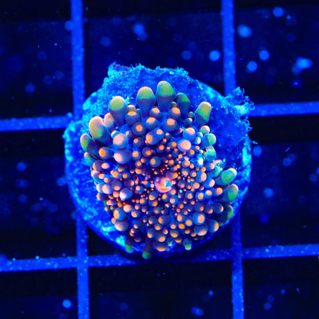 Astroid Belt Yuma Coral