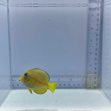 Atlantic Blue Tang Fish
