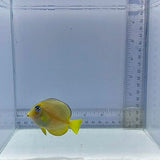 Atlantic Blue Tang Fish