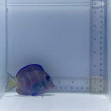 Atlantic Blue Tang Fish