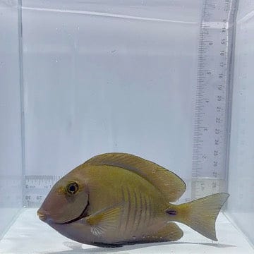 Atlantic Doctor Tang Fish