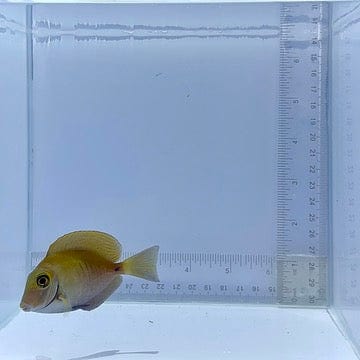 Atlantic Doctor Tang Fish