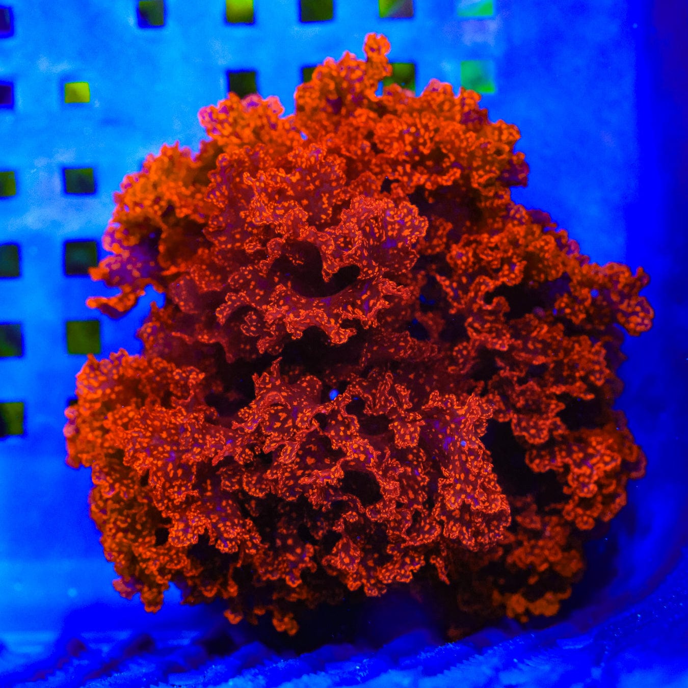 Atomic Broccoli Macroalgae – Top Shelf Aquatics