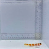 Aurora Pinkbar Goby (Amblyeleotris aurora)