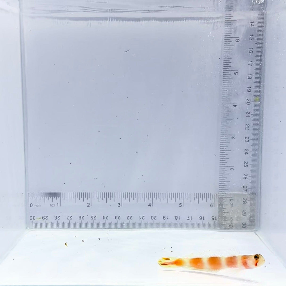 Aurora Pinkbar Goby (Amblyeleotris aurora)