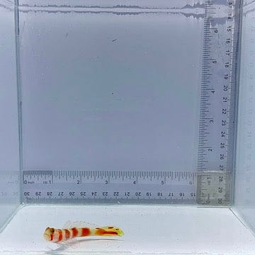 Aurora Pinkbar Goby (Amblyeleotris aurora)