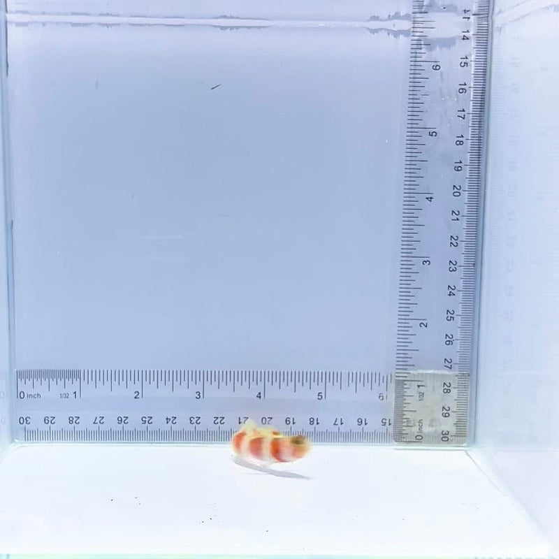 Aurora Pinkbar Goby (Amblyeleotris aurora)