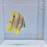 Aussie Copperband Butterfly (Chelmon rostratus)