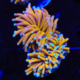Aussie Gold Torch Coral
