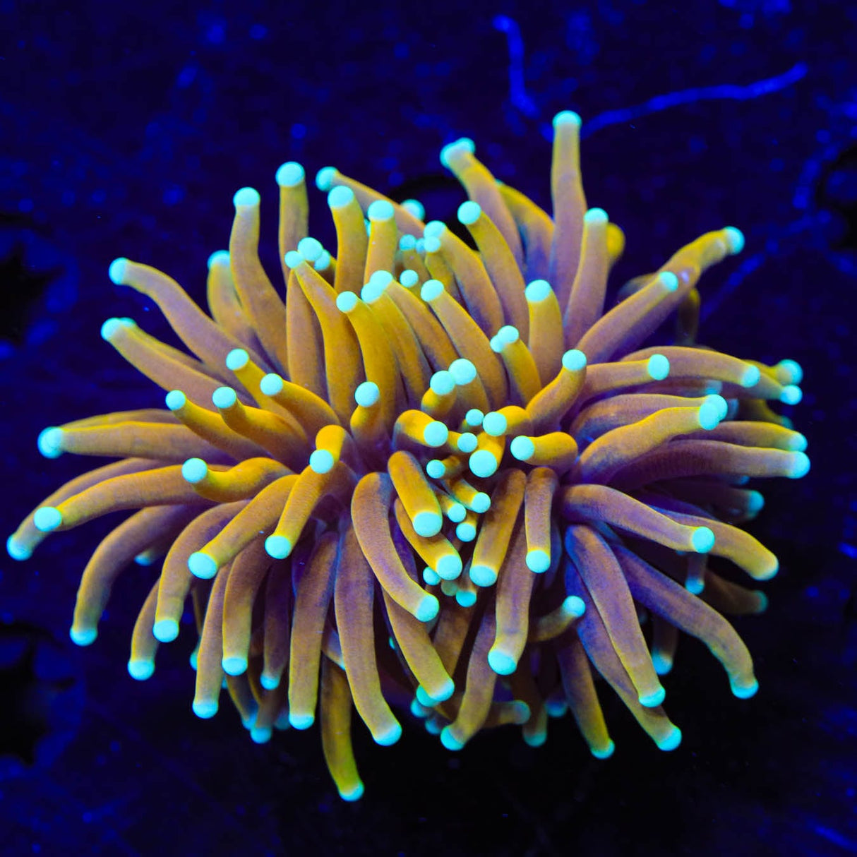 Aussie Gold Torch Coral