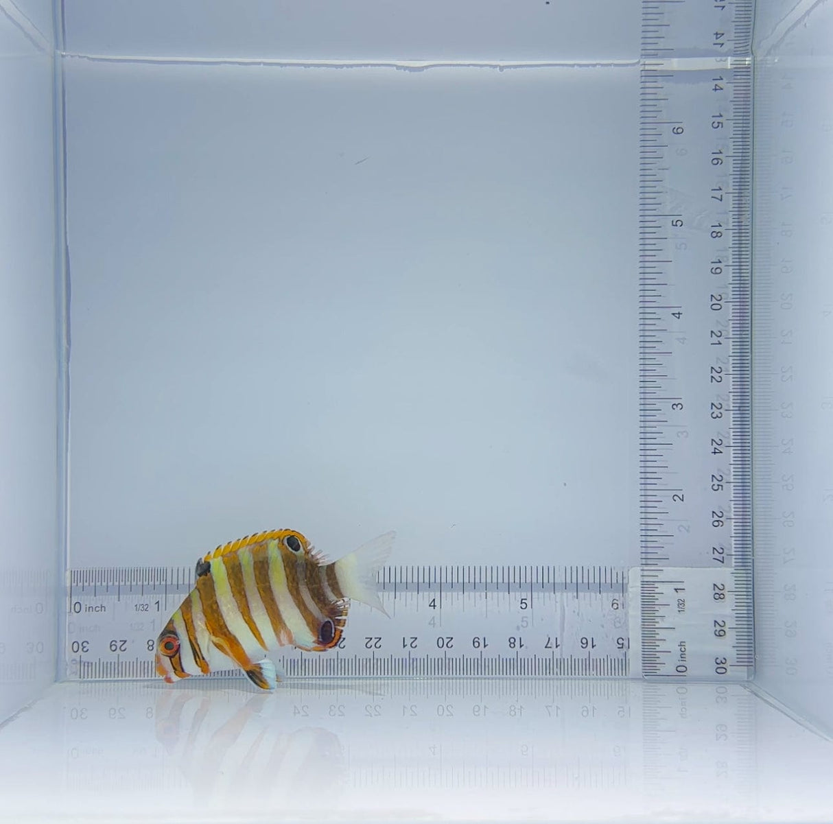 Aussie Harlequin Tusk Fish
