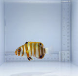 Aussie Harlequin Tusk Fish