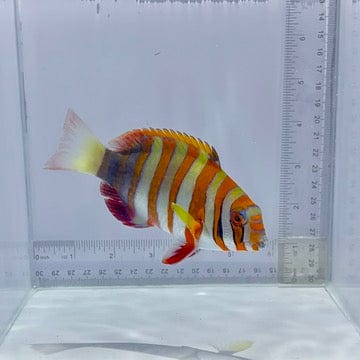 Aussie Harlequin Tusk Fish