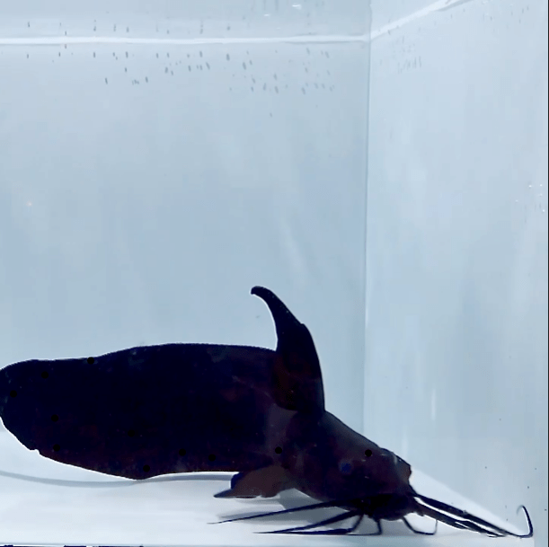 Australian Sailfin Cat Fish