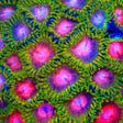 Awesome Blossom Zoanthids Coral
