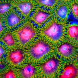 Awesome Blossom Zoanthids Coral