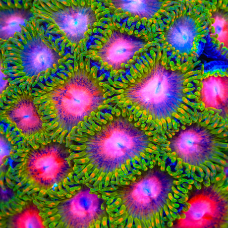 Awesome Blossom Zoanthids Coral