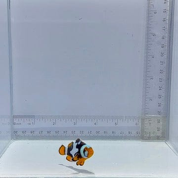 Bali Aquarich Black Helmet Picasso Clown Fish