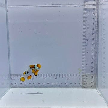Bali Aquarich Black Helmet Picasso Clownfish