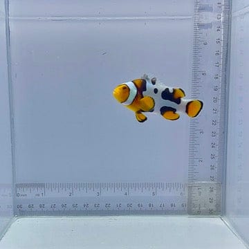 Bali Aquarich Black Helmet Picasso Clownfish