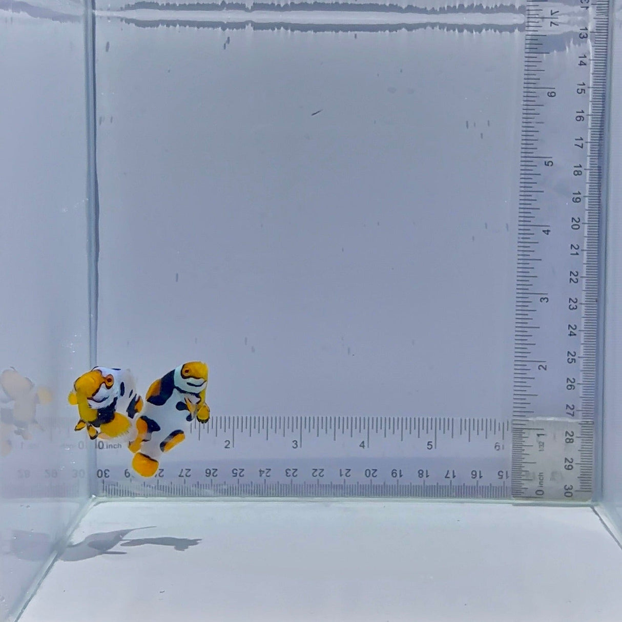 Bali Aquarich Black Helmet Picasso Clownfish Pair