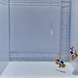 Bali Aquarich Black Helmet Picasso Clownfish Pair