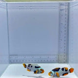 Bali Aquarich Black Helmet Picasso Clownfish Pair