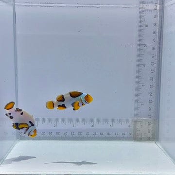 Bali Aquarich Black Helmet Picasso Pair Clown Fish
