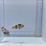 Bali Aquarich Black Helmet Picasso Pair Clown Fish
