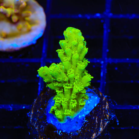 Bali Green Slimer Acropora Coral