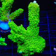 Bali Green Slimer Acropora Coral