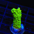 Bali Green Slimer Acropora Coral