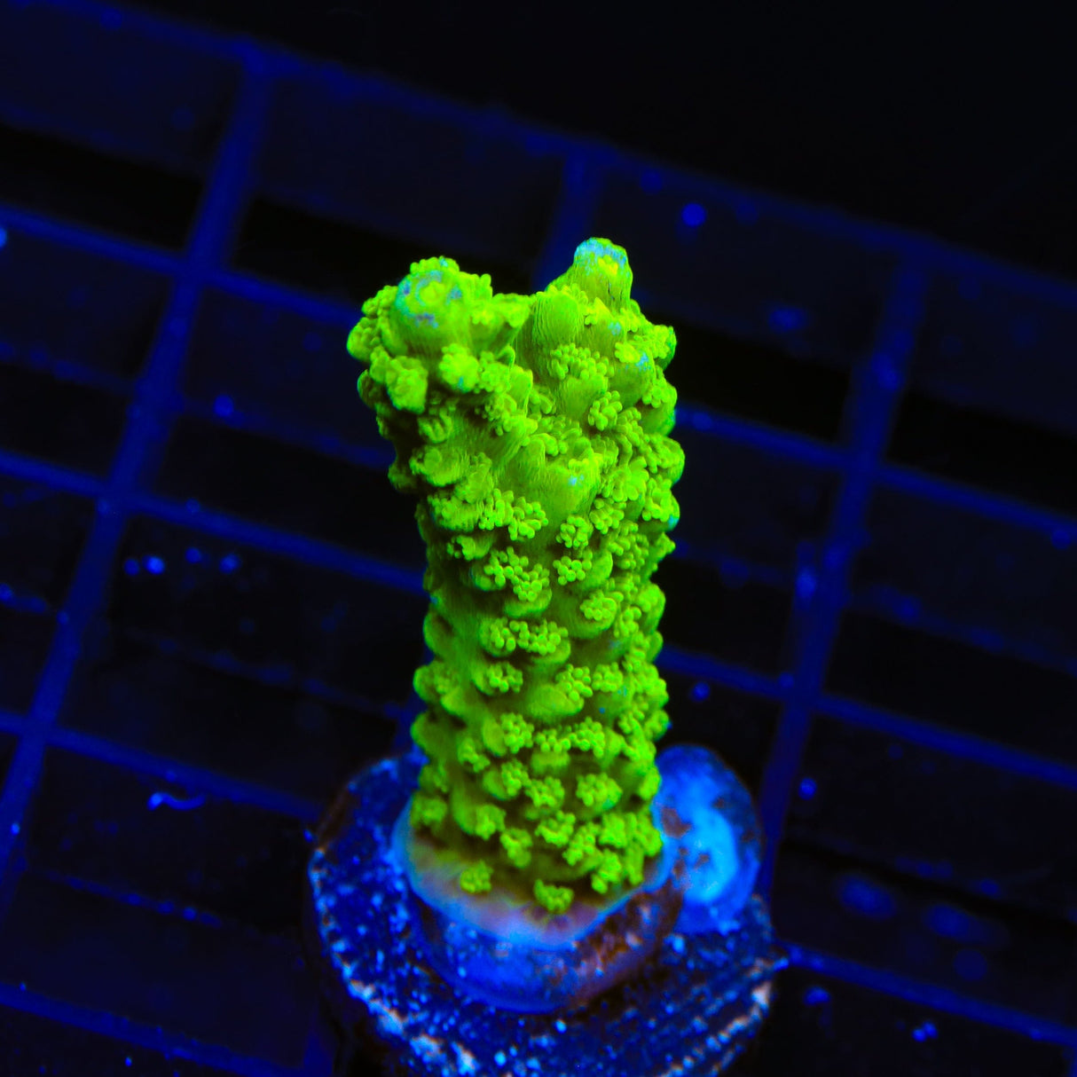 Bali Green Slimer Acropora Coral