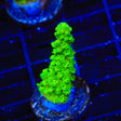 Bali Green Slimer Acropora Coral