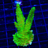 Bali Green Slimer Acropora XL Frag Coral