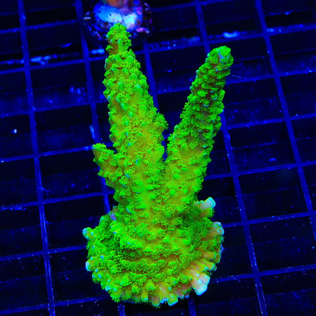 Bali Green Slimer Acropora XL Frag Coral
