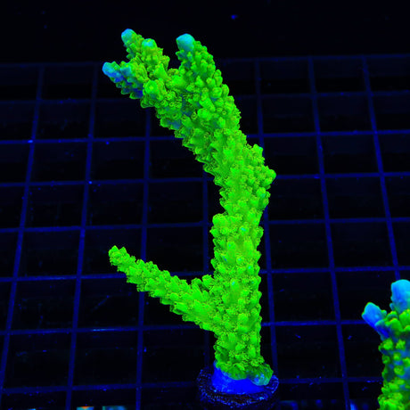 Bali Green Slimer Acropora XL Frag Coral