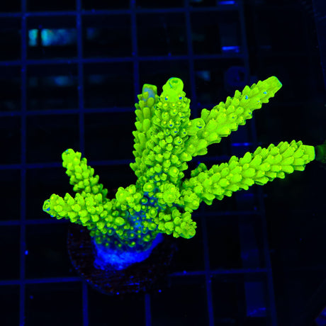 Bali Green Slimer Acropora XL Frag Coral