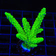 Bali Green Slimer Acropora XL Frag Coral
