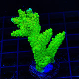 Bali Green Slimer Acropora XL Frag Coral
