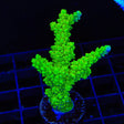Bali Green Slimer Acropora XL Frag Coral