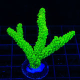 Bali Green Slimer Acropora XL Frag Coral