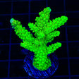 Bali Green Slimer Acropora XL Frag Coral