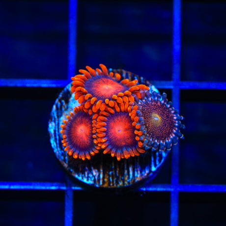 Bam Bam and Mohawk Zoanthids Coral