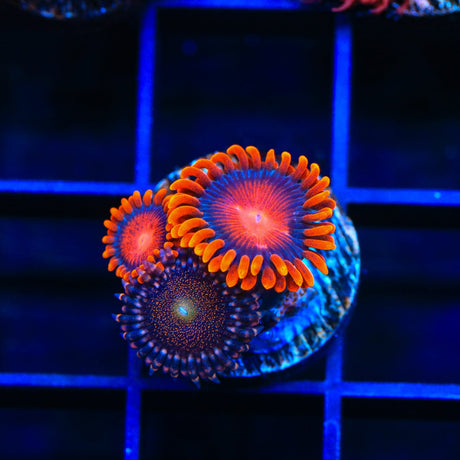 Bam Bam and Mohawk Zoanthids Coral