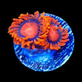 Bam Bam Zoanthids Coral