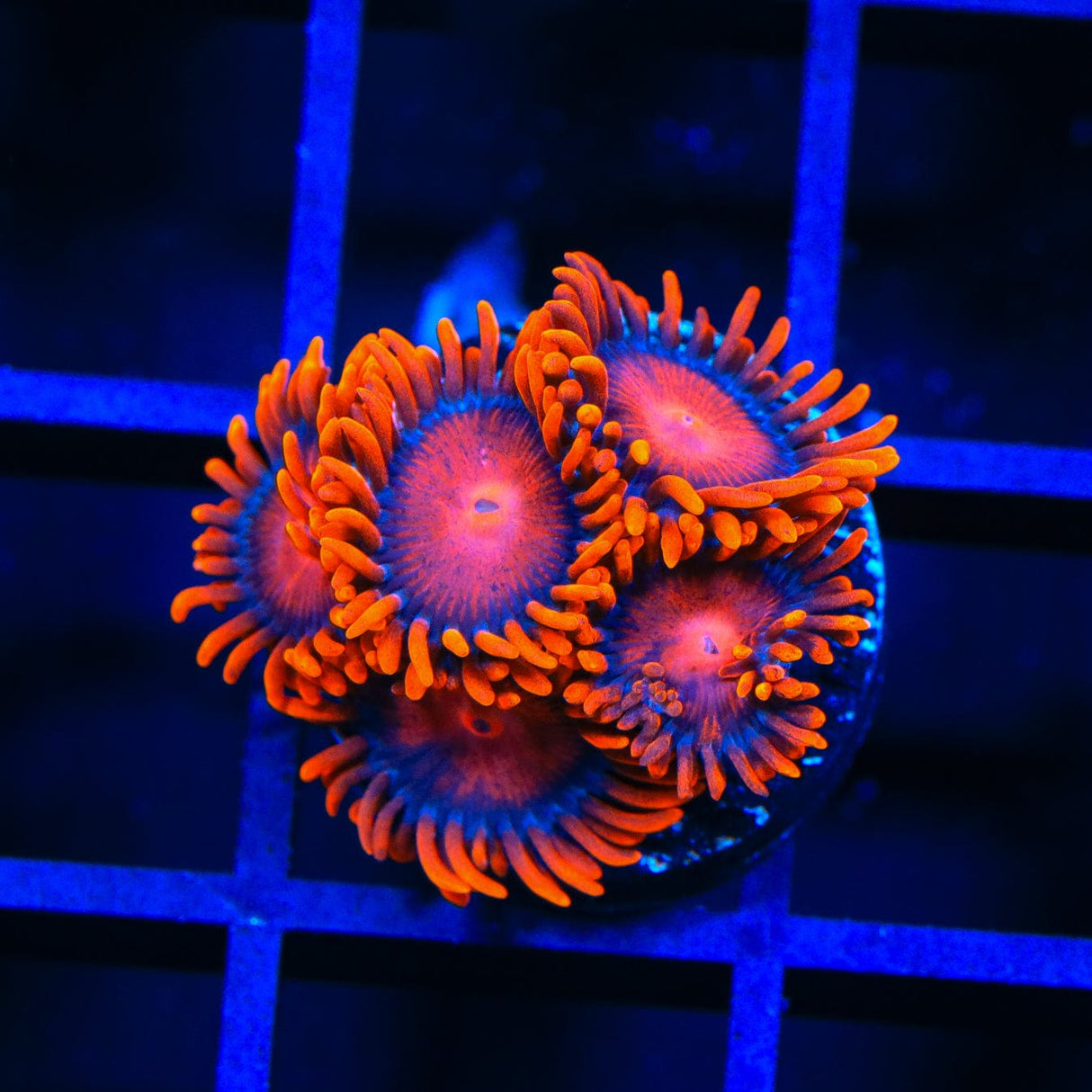 Bam Bam Zoanthids Coral